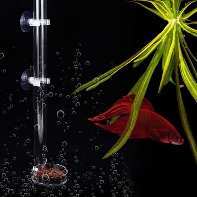Acryl Voederbuis en Schotel voor Garnalen - Ideaal voor Aquariums, Garnalenvoeding en Vissenvoer
