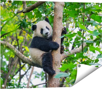 Gards Tuinposter Panda in de Bomen - 80x60 cm - Tuindoek - Tuindecoratie - Wanddecoratie buiten - Tuinschilderij