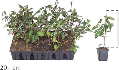 18 stuks | Witte kornoelje 'Kesselringii' P9-tray - Geschikt als lage haag - Groeit breed uit - Informele haag - Bladverliezend - Bloeiende plant