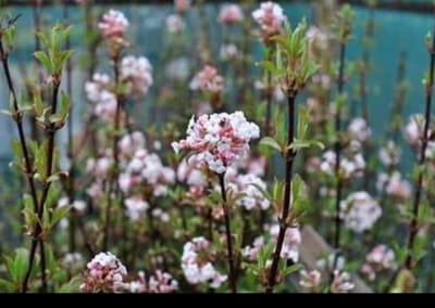 Viburnum far. 'December Dwarf' - Sneeuwbal 30- 40 cm in pot