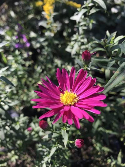 6 x Aster n.-b. 'Winston Churchill' - Herfstaster - P9 Pot (9 x 9cm) - Dima Vaste Planten