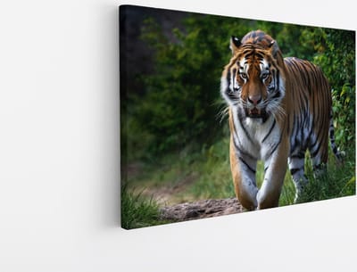 Saammp Canvas Schilderij - Tijger op bospad - Natuur - Dieren - 30x20 - Foto op canvas - Wanddecoratie - muurdecoratie Woonkamer - Slaapkamer decoratie - Canvas Print