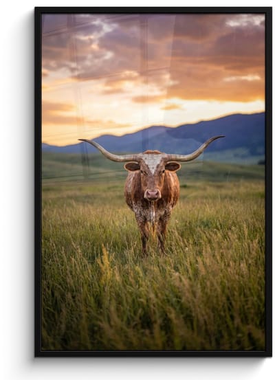Poster in lijst - Fotolijst 80x120 cm - Posters - Longhorn - Landschap - Zonsondergang - Posterlijst zwart - Decoratie - Wanddecoratie woonkamer - Muurdecoratie slaapkamer