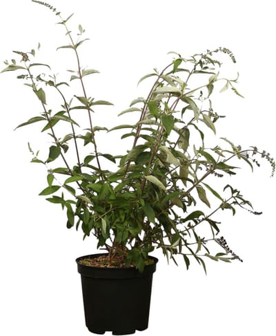 Plants Online - Haagplanten - Heesters - Vlinderstruik 'Royal Red' - Pot 60-80 cm - set van 10 - Bladverliezend - Bloeiende plant - Geurend - Informele haag - Insectenlokkend