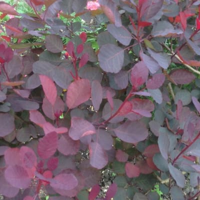 Cotinus coggygria 'Dusky Maiden'® 40-50cm - Pruikenboom, sierlijke struik met donkerrood blad voor een sfeervolle tuin