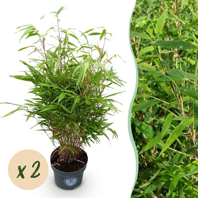 Green boutiQ - Grassen - Fargesia Rufa - Niet Woekerende Bamboe - Bladhoudend - Groen - 2 Planten - Pot 23 cm - Hoogte 80 cm