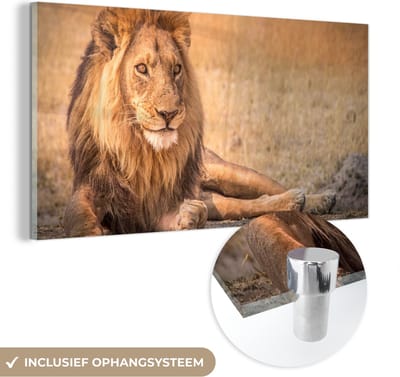 MuchoWow® Glasschilderij 40x20 cm - Schilderij acrylglas - Leeuw - Close up - Savanne - Foto op glas - Schilderijen