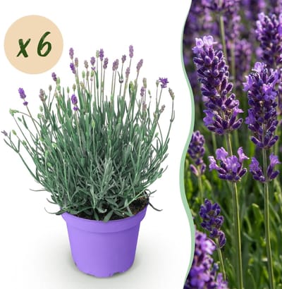 Green boutiQ - Tuinplant - Lavandula angustifolia Munstead - Lavendel - Winterhard - Paars - 6 Planten - Pot 12cm - Hoogte 15-25cm