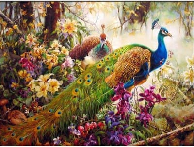Sellaio® - Schilderen op Nummer Volwassenen - Schilderen op nummer vogels en dieren- 40x50 cm - Pauw - Peacock - Paint by Number - Hobby Pakket - Met 3 kwasten - Zonder lijst - Met ophanghaakjes