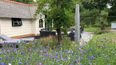 Veldbloemen zaad - Blauwe tinten 100 gram - 50 m2 - korenbloem - lamsoor - grote leeuwebek - bijen - vlinders – insecten