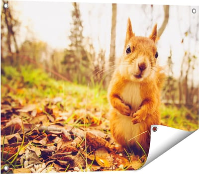 Gards Tuinposter Eekhoorn in het Bos tijdens de Herfst - 80x60 cm - Tuindoek - Tuindecoratie - Wanddecoratie buiten - Tuinschilderij