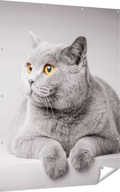 Gards Tuinposter Grijze Kat met Oranje Ogen - 120x160 cm - Tuindoek - Tuindecoratie - Wanddecoratie buiten - Tuinschilderij