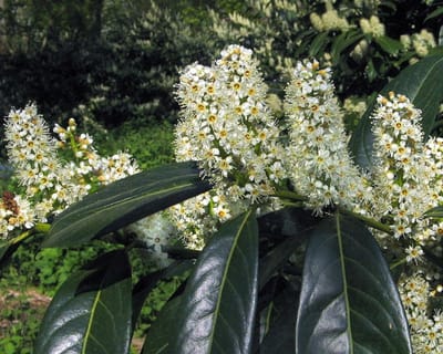 Plants Online - Haagplanten - Heesters - Laurier 'Herbergii' - Pot 80-100 cm - set van 10 - Bloeiende plant - Compacte groei - Makkelijk te snoeien - Wintergroen - Zeer winterhard