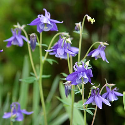Bloomique - Set van 3 - Aquilegia Caerulea Spring Magic - Akelei - Tuinplanten - Winterhard - Hoogte 10-20 cm - Pot 9x9 cm