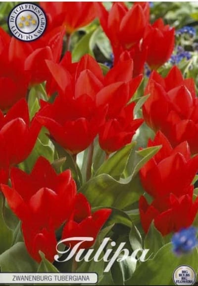 Dutch Finest Quality bloembollen - Tulpen Tulp Specie Tubergiana Zwanenburg x10 8/10s