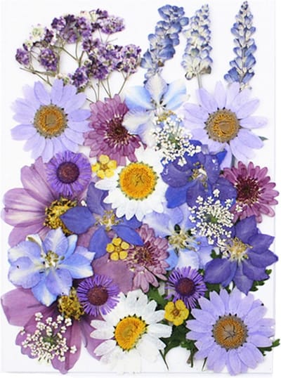 Gedroogde Bloemen - Decoratief Natuurlijk - Ambachtelijk Knutselen - 33 Stuks Gemengd - 10 x 6 x 1 cm - Paars