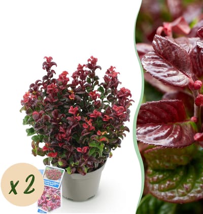 Plantenboetiek.nl | Leucothoe Curly Red - Rood - 2 Planten - Groenblijvend - Weinig Onderhoud - Ø17cm - 30-40cm hoog - Tuinplant