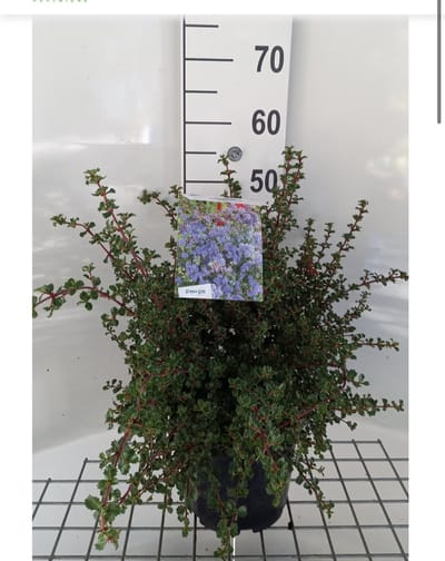 Ceanothus 'Emily Brown' - Amerikaanse Sering 40 - 50 cm in pot
