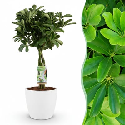 Green boutiQ - Kamerplant - Vingerplant - Schefflera Nora - Groen - Weinig onderhoud - 1 Plant - met Potter Wit - Pot 21cm - Hoogte 70 - 80cm