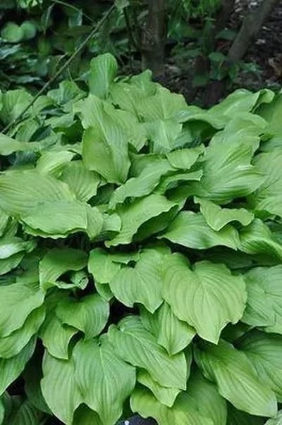 6x Funkia - Hosta hybr. 'Honeybells' | 9x9 cm pot