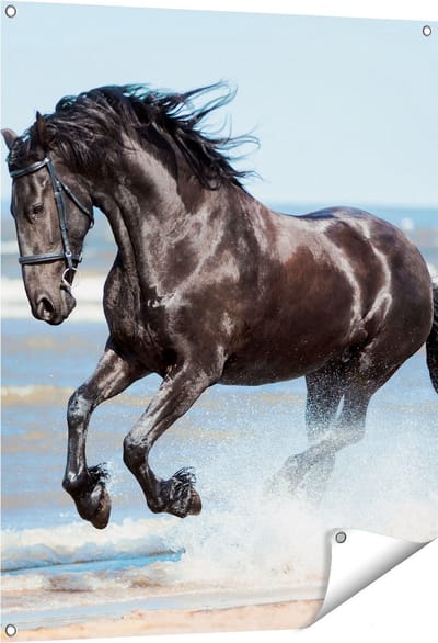Gards Tuinposter Zwart Paard in het Water - 80x100 cm - Tuindoek - Tuindecoratie - Wanddecoratie buiten - Tuinschilderij