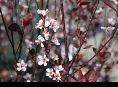 Prunus cistena - Sierpruim 60- 80 cm in pot