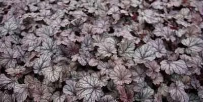 6x Purperklokje - Heuchera hybr. 'Shangai' | 9x9 cm pot
