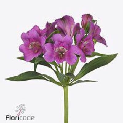 10x Alstroemeria falipo 70cm