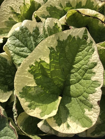 6 x Brunnera macrophylla 'Variegata' - Kaukasisch vergeet-mij-nietje - P9 Pot (9 x 9cm) - Dima Vaste Planten