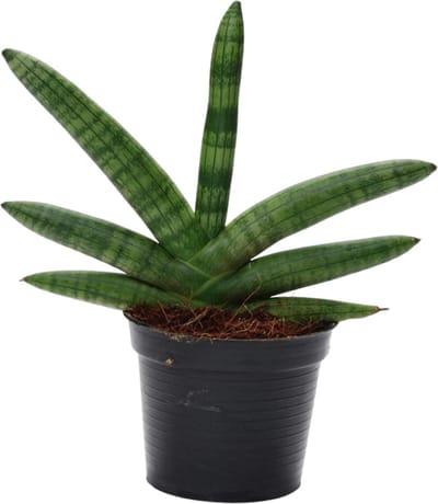 Donkergroene en luchtzuiverende kamerplant Sansevieria Skyline, 25 cm hoge vrouwentong, ø10,5
