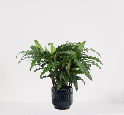 Calathea Blue Grass in sierpot Jacky Donker Blauw – luchtzuiverende kamerplant – pauwenplant – living plant - 35-45cm - Ø13 – geleverd met plantenpot – vers uit de kwekerij