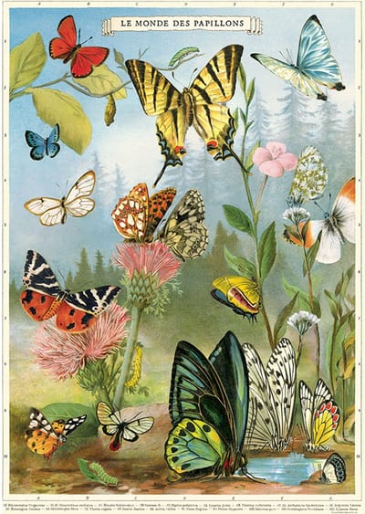 Poster Vlinders 4 - Cavallini & Co - Butterlfy Posters - Schoolplaat Vlinder