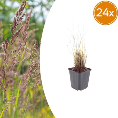 Tuinplantenshop.com | Calamagrostis brachytricha | 24 stuks - Ø9cm - 10-25cm hoog - Tuinplant