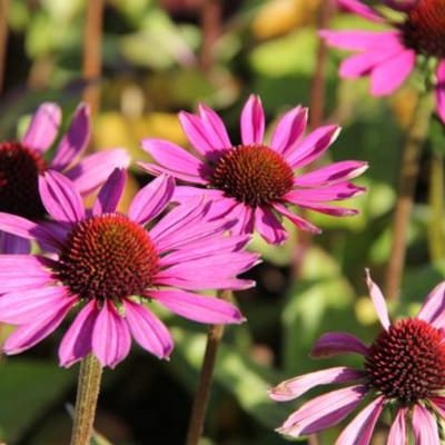 6x Echinacea purpurea 'Little Magnus'® Pot 9x9cm - Prachtige bloemen voor in de tuin