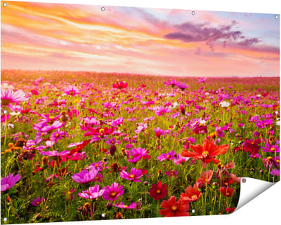 Gards Tuinposter Kleurrijke Kosmos Bloemenveld - 150x100 cm - Tuindoek - Tuindecoratie - Wanddecoratie buiten - Tuinschilderij