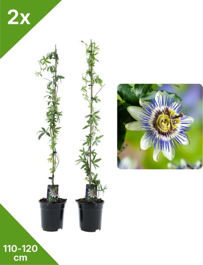 GARDENZO - 2x Blauw/Witte Passiebloem Passiflora caerulea XXL - in 2 ltr pot- 115-120 cm