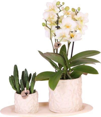 Green Harmony| Plantenset Star Fish small | Witte Phalaenopsis Orchidee Lausanne en Succulent incl. keramieken sierpotten op wit organisch dienblad
