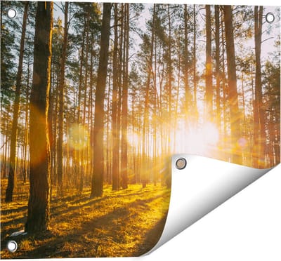 Gards Tuinposter Zonsopkomst in het Bos tussen de Bomen - 50x40 cm - Tuindoek - Tuindecoratie - Wanddecoratie buiten - Tuinschilderij