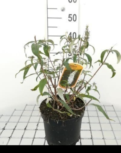 2 x Buddleja hybr. 'Marbled White'® ( 'markeep'®) - Vlinderstruik 40- 60 cm in pot