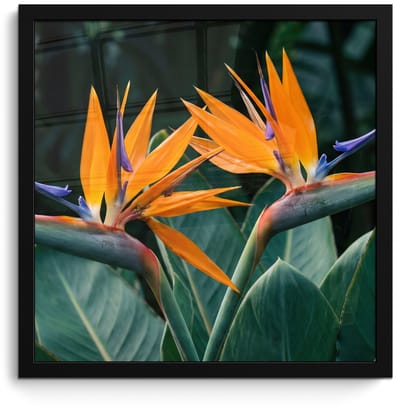 Poster in lijst - Fotolijst 40x40 cm - Posters - Paradijsvogel - Bloem - Exotisch - Posterlijst zwart - Decoratie - Wanddecoratie woonkamer - Muurdecoratie slaapkamer