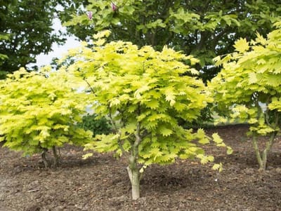 Acer shir. Aureum - Japanse Esdoorn Geel - Pot 3 Liter