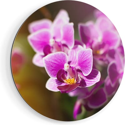 Artaza Dibond Muurcirkel Paarse Orchidee Bloemen - Ø 90 cm - Groot - Wandcirkel - Rond Schilderij - Voor Binnen en Buiten