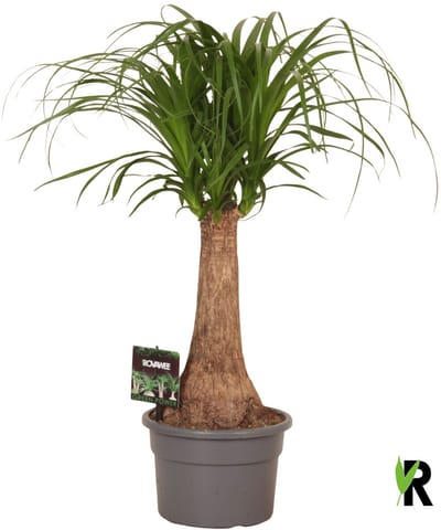 Beaucarnea Recurvata rechte stam 60 cm – Kamerplant – Vers Van De Kweker – Olifantspoot – Potmaat Ø19 cm