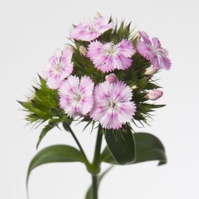 50x Dian.bar.amazon rose magic 50cm