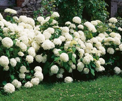 Hydrangea a. Annabelle - Set van 4 - Hortensia - Pot 3 liter - Witte Bloem