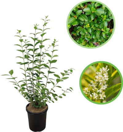 Haagliguster (Ligustrum ovalifolium) 40-60 cm In pot - snelle groeier - witte bloemen in de zomer (bij niet snoeien) - natuurlijke afscheiding