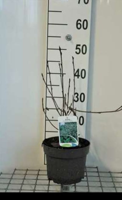 2 x Aronia prun. 'Viking' - Appelbes 40- 60 cm in pot