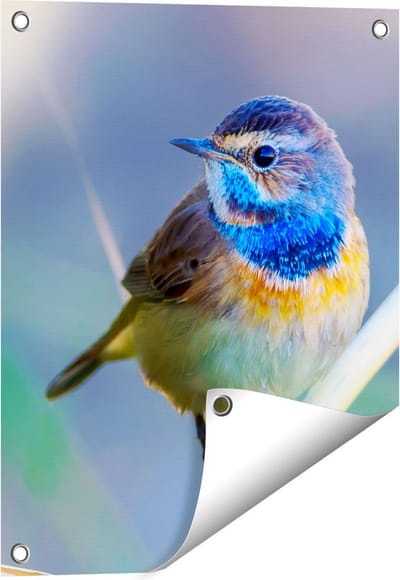 Gards Tuinposter Kleurrijke Blauwborst Vogel op een Tak - 40x50 cm - Tuindoek - Tuindecoratie - Wanddecoratie buiten - Tuinschilderij