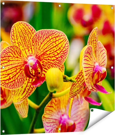 Gards Tuinposter Geel Rode Orchidee Bloemen - 90x90 cm - Tuindoek - Tuindecoratie - Wanddecoratie buiten - Tuinschilderij