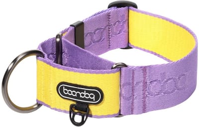 Boondog - Martingale Wide Collar - Purple/Lemon- M